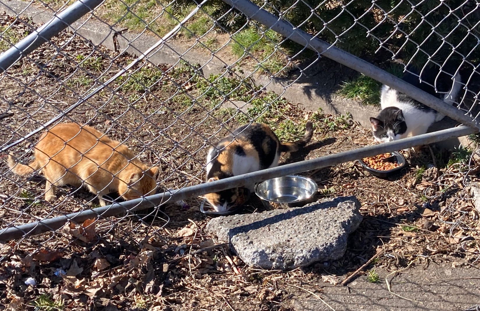 All About The Cats | BARNCATS | Bridgeport, CT